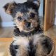Beautiful Yorkshire terrier puppies for sale