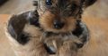 Beautiful Yorkshire terrier puppies for sale