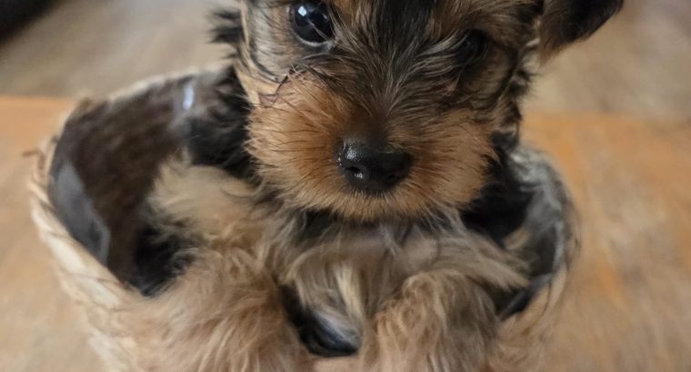 Beautiful Yorkshire terrier puppies for sale