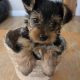 Beautiful Yorkshire terrier puppies for sale