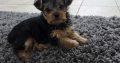 Beautiful Yorkshire terrier puppies for sale