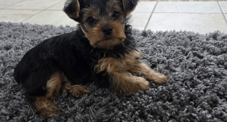Beautiful Yorkshire terrier puppies for sale