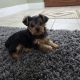 Beautiful Yorkshire terrier puppies for sale