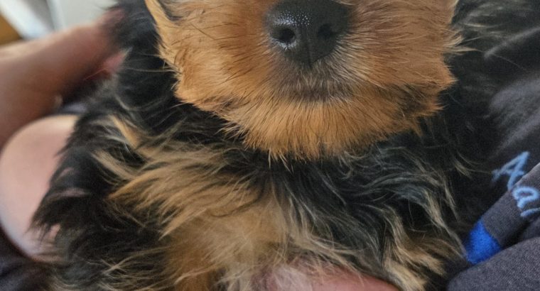 Beautiful Yorkshire terrier puppies for sale