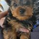 Beautiful Yorkshire terrier puppies for sale