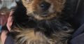 Beautiful Yorkshire terrier puppies for sale
