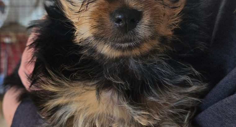Beautiful Yorkshire terrier puppies for sale