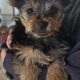 Beautiful Yorkshire terrier puppies for sale