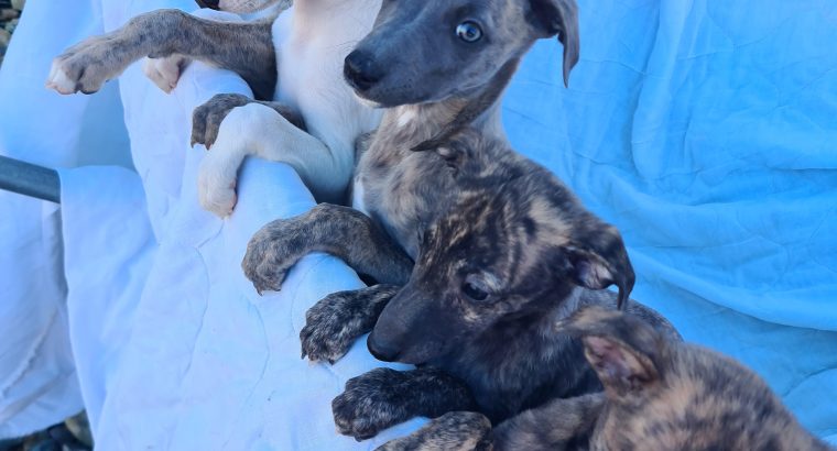 Whippets puppies in wexford