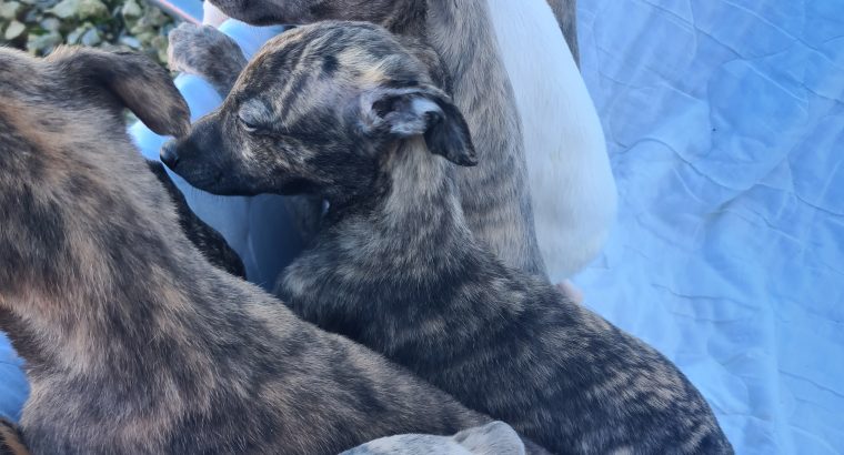 Whippets puppies in wexford