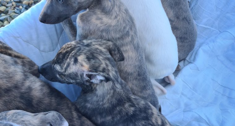 Whippets puppies in wexford