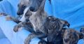 Whippets puppies in wexford
