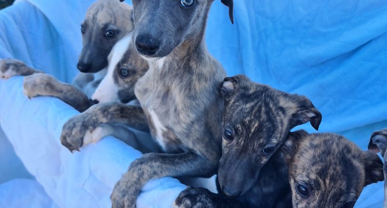 Whippets puppies in wexford