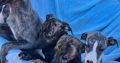 Whippets puppies in wexford