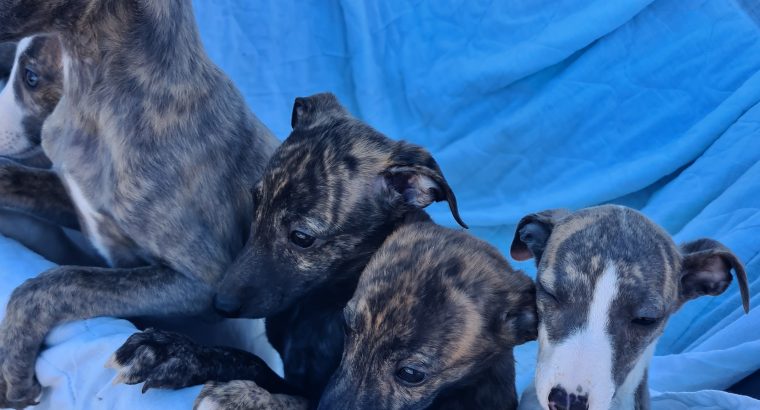 Whippets puppies in wexford