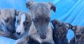 Whippets puppies in wexford