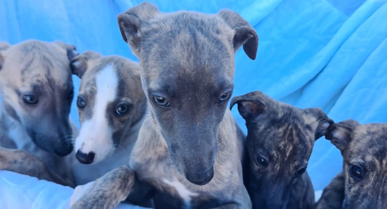 Whippets puppies in wexford