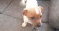 4 jack Russell puppies