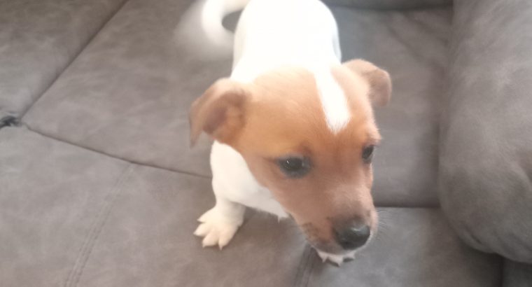 4 jack Russell puppies