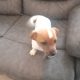4 jack Russell puppies