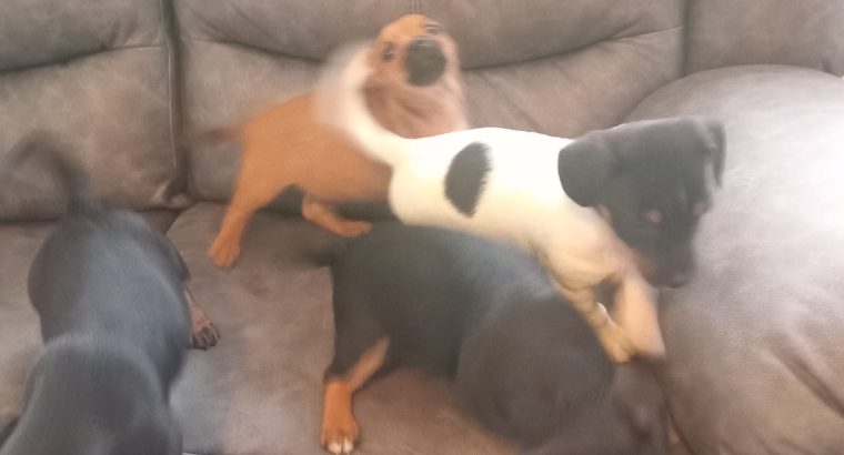 4 jack Russell puppies