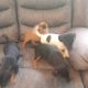 4 jack Russell puppies