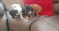 4 jack Russell puppies