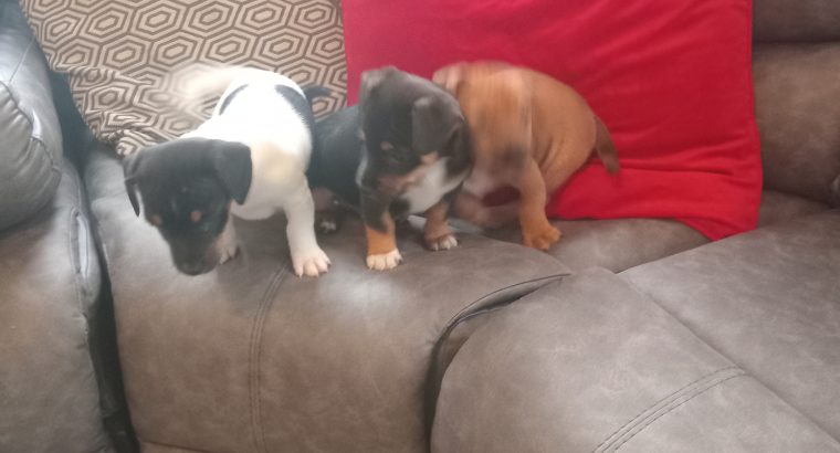 4 jack Russell puppies