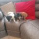 4 jack Russell puppies