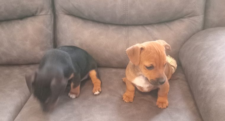 4 jack Russell puppies