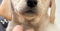 Labrador Retriever Puppies
