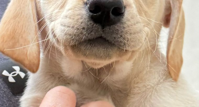 Labrador Retriever Puppies