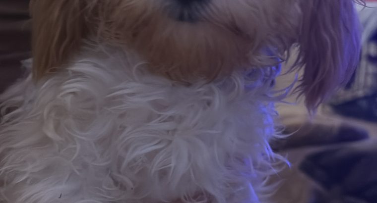 Two female 9 month puppies trained