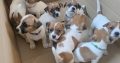 2 Jack Russell puppies