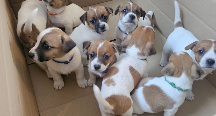 2 Jack Russell puppies