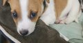 2 Jack Russell puppies