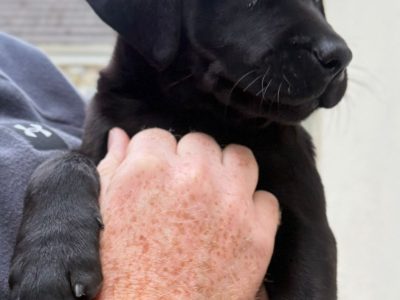Labrador Retriever Puppies