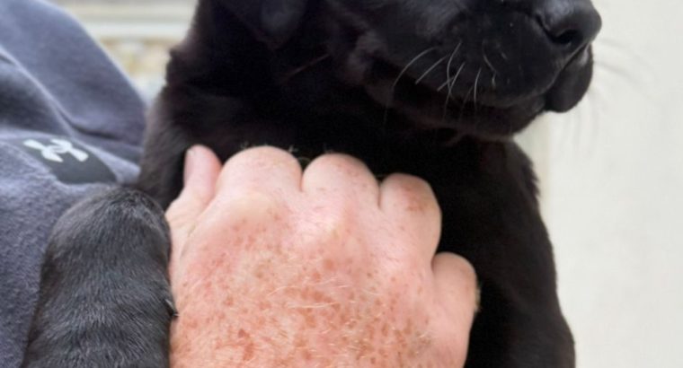 Labrador Retriever Puppies