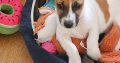 2 Jack Russell puppies