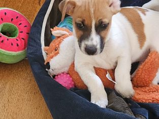 2 Jack Russell puppies