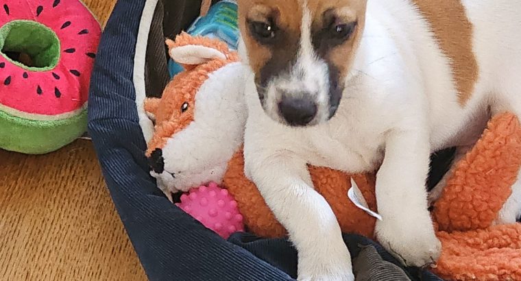 2 Jack Russell puppies