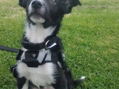 Border collie
