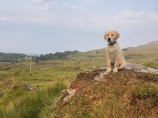 Lovely Golden Retriever Puppy – 4 months
