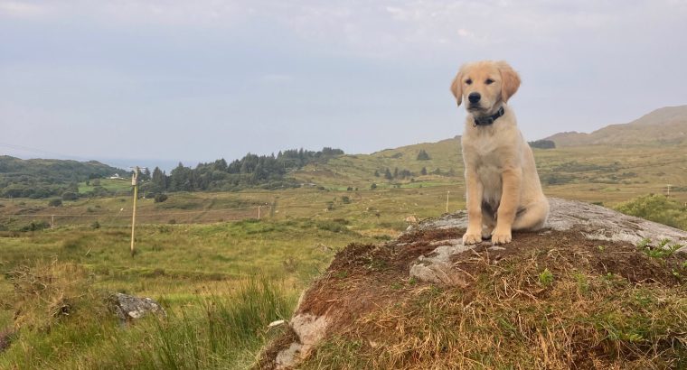 Lovely Golden Retriever Puppy – 4 months