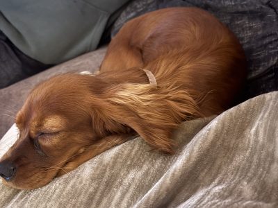 One female 9 month puppies trained