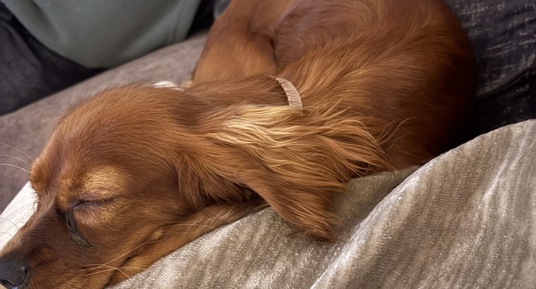 Two female 9 month puppies trained