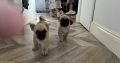 Pug Tzu Puppies for Sale