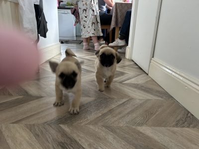 Pug Tzu Puppies for Sale