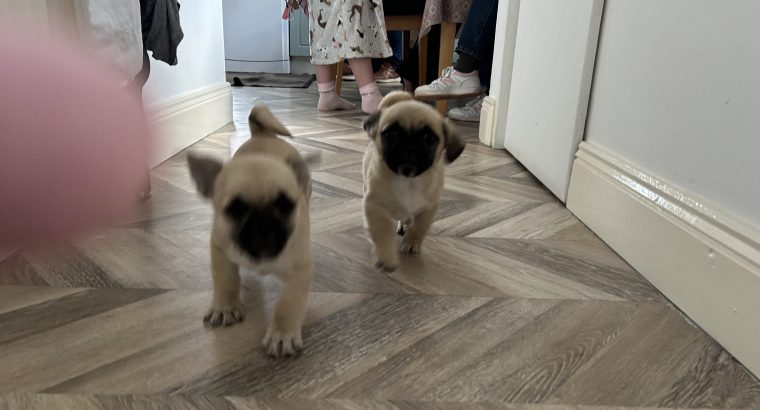 Pug Tzu Puppies for Sale