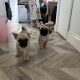 Pug Tzu Puppies for Sale